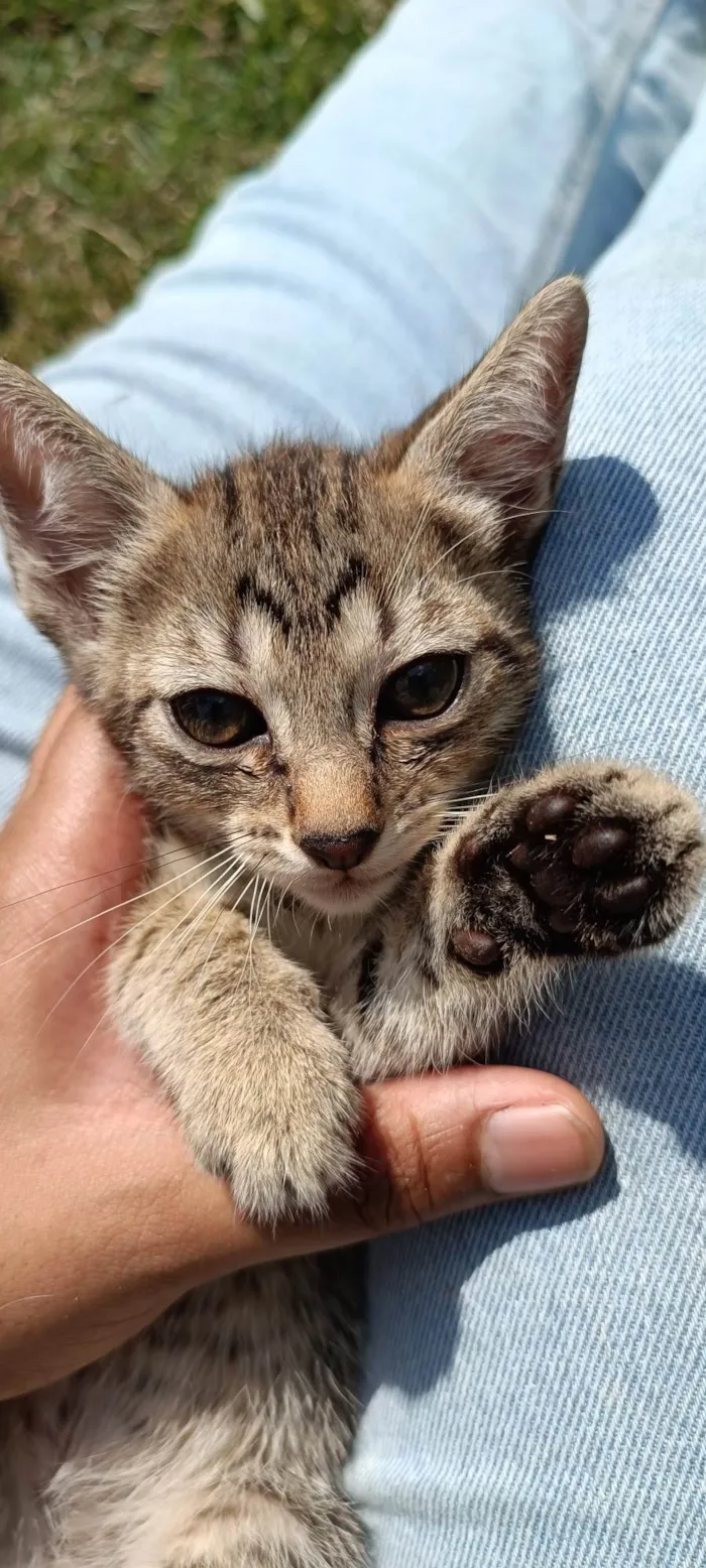 Gato ra a SRD-ViraLata idade Abaixo de 2 meses nome Leo