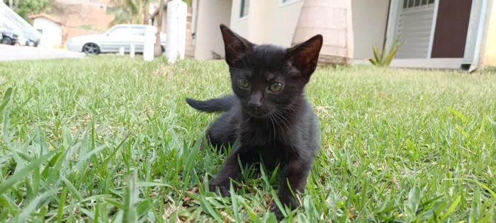 Gato ra a SRD-ViraLata idade Abaixo de 2 meses nome Ravenna