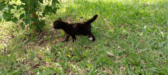 Gato ra a SRD-ViraLata idade Abaixo de 2 meses nome Lilith 