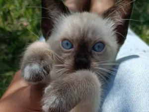 Gato raça SRD-ViraLata idade Abaixo de 2 meses nome Toninha