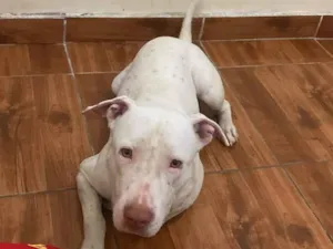 Cachorro raça Pit-Bull idade 2 anos nome Bob