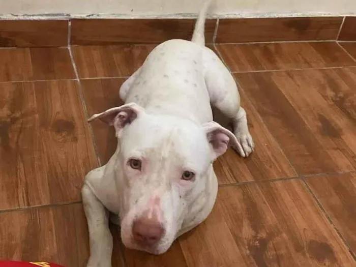 Cachorro ra a Pit-Bull idade 2 anos nome Bob