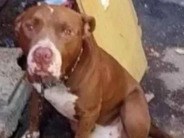 Cachorro ra a Pit-Bull idade 2 anos nome Trovão 