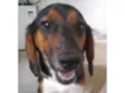 Pongo