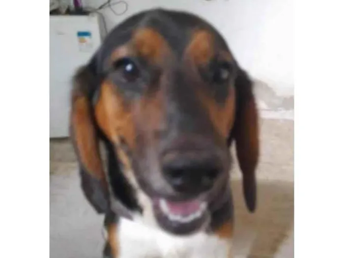 Cachorro ra a Beagle  idade 2 anos nome Pongo