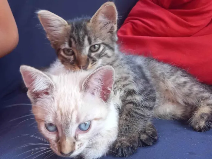 Gato ra a Vira lata idade 2 a 6 meses nome Tenho a  morceguinha , chocolate e as gêmeas 