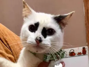Gato raça SRD-ViraLata idade 1 ano nome ROMEU