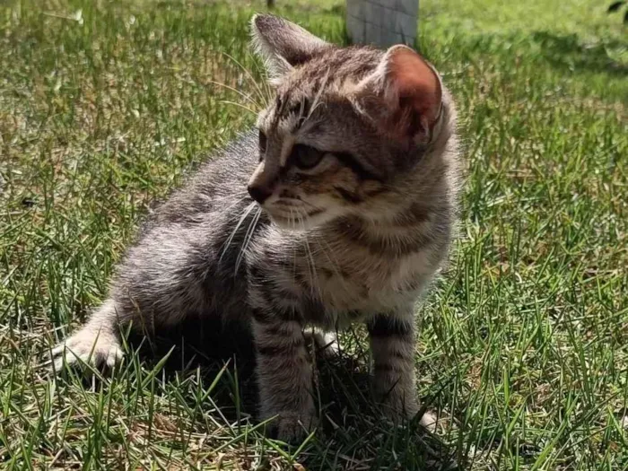 Gato ra a SRD-ViraLata idade Abaixo de 2 meses nome Leo