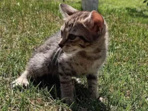 Gato raça SRD-ViraLata idade Abaixo de 2 meses nome Leo
