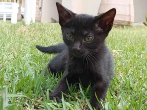 Gato raça SRD-ViraLata idade Abaixo de 2 meses nome Ravenna