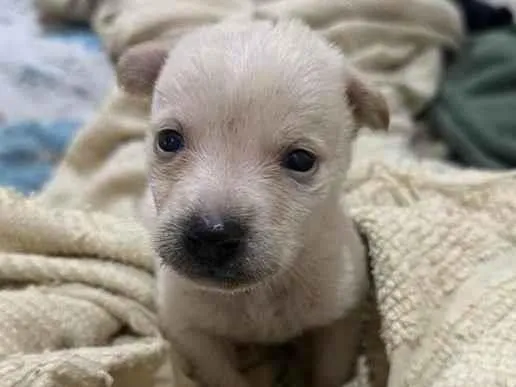 Cachorro ra a SRD-ViraLata idade Abaixo de 2 meses nome Filhote 50 dias
