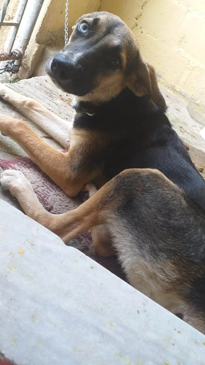 Cachorro ra a SRD-ViraLata idade 1 ano nome Jonny