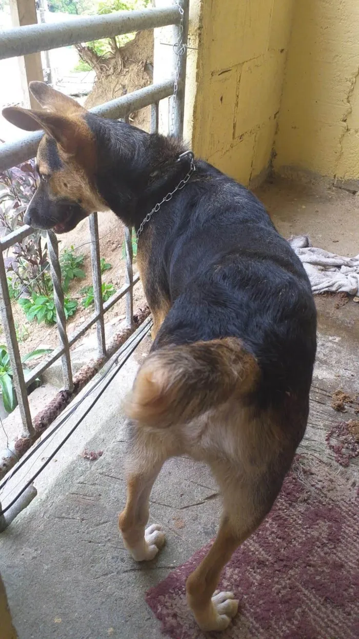 Cachorro ra a SRD-ViraLata idade 1 ano nome Jonny