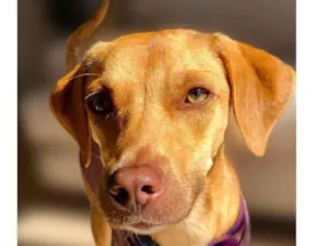 Cachorro raça SRD-ViraLata idade 7 a 11 meses nome Magrão