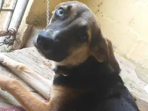 Cachorro raça SRD-ViraLata idade 1 ano nome Jonny