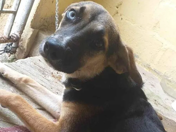 Cachorro ra a SRD-ViraLata idade 1 ano nome Jonny