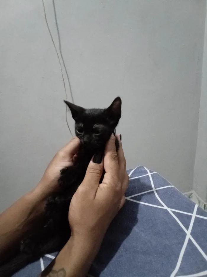 Gato ra a SRD-ViraLata idade Abaixo de 2 meses nome Pretinha / jade / safira 