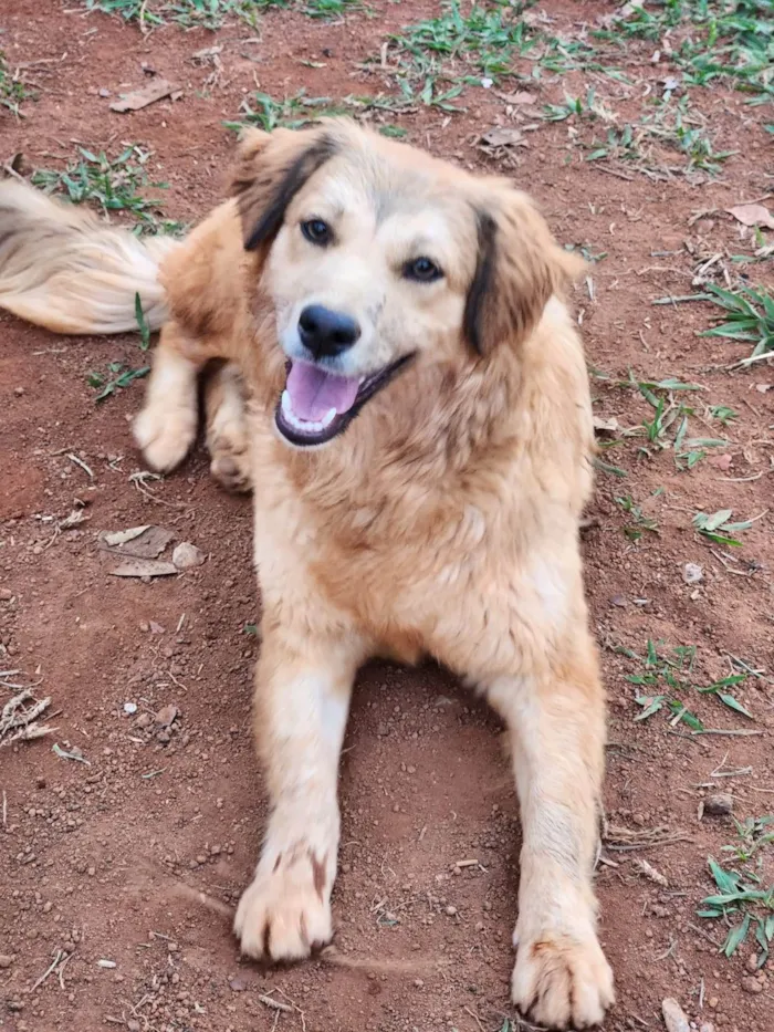 Cachorro ra a SRD idade 7 a 11 meses nome Lisa e Bart