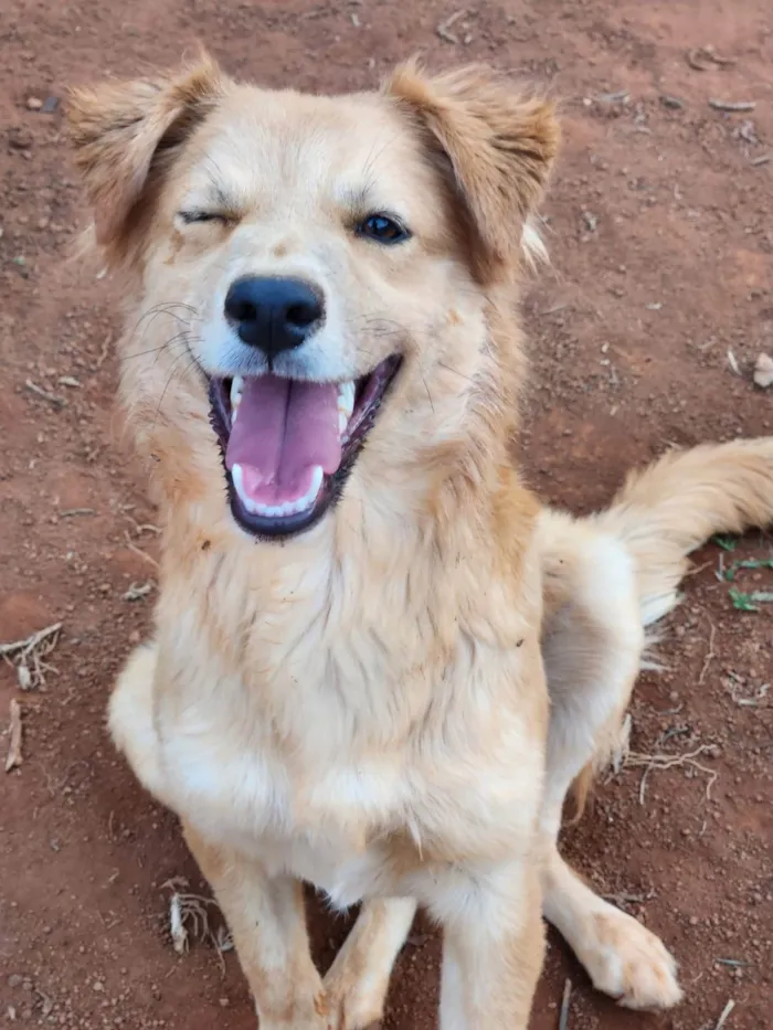 Cachorro ra a SRD idade 7 a 11 meses nome Lisa e Bart