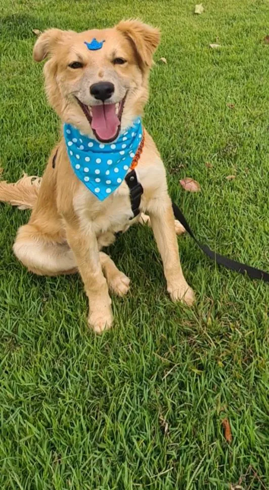 Cachorro ra a SRD idade 7 a 11 meses nome Lisa e Bart