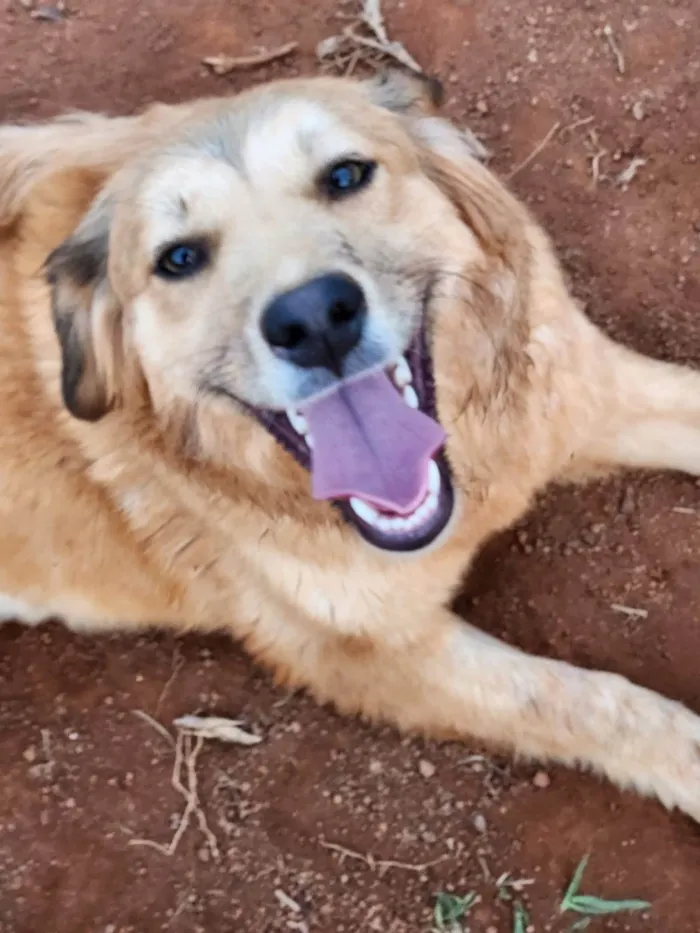 Cachorro ra a SRD idade 7 a 11 meses nome Lisa e Bart