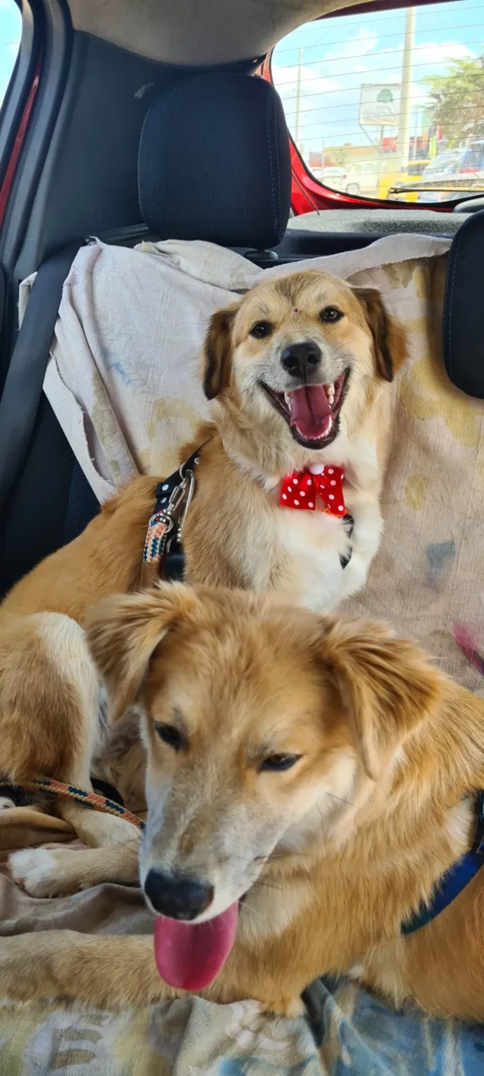 Cachorro ra a SRD idade 7 a 11 meses nome Lisa e Bart