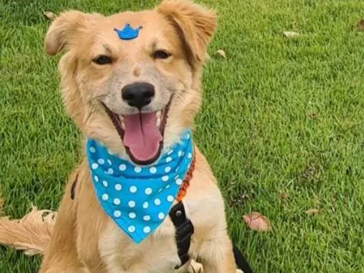 Cachorro ra a SRD idade 7 a 11 meses nome Lisa e Bart