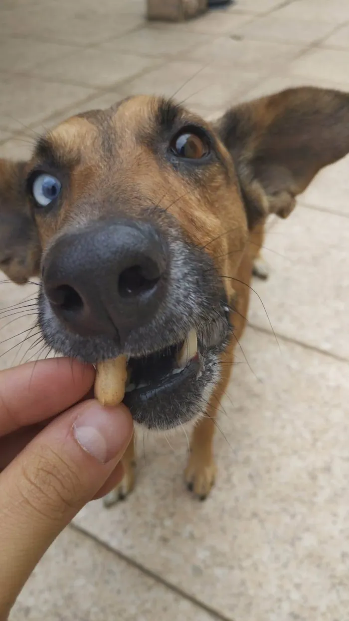 Cachorro ra a ViraLata com husky  idade 2 anos nome Pitty 