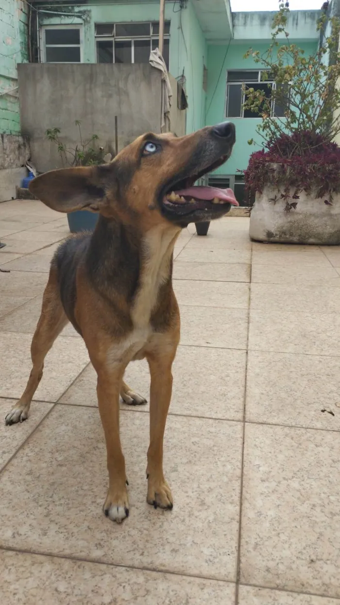 Cachorro ra a ViraLata com husky  idade 2 anos nome Pitty 