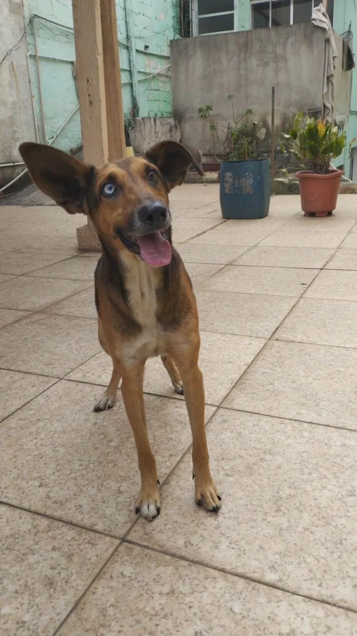 Cachorro ra a ViraLata com husky  idade 2 anos nome Pitty 