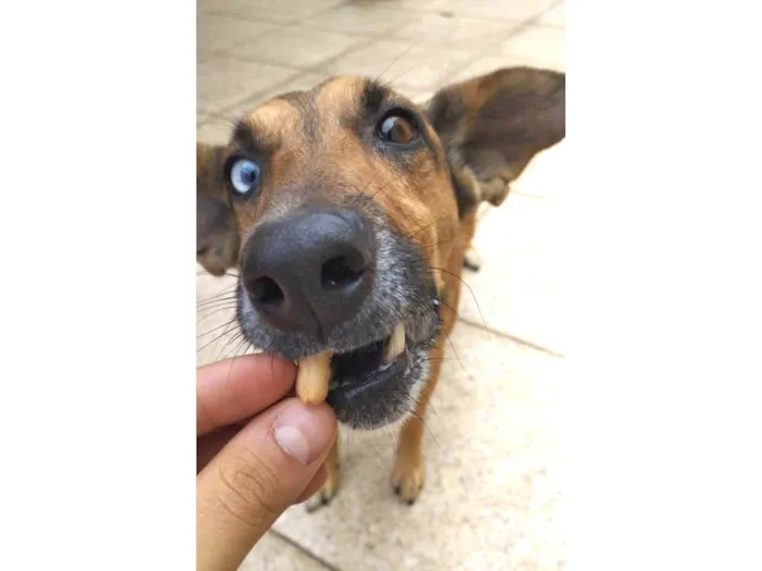 Cachorro ra a ViraLata com husky  idade 2 anos nome Pitty 