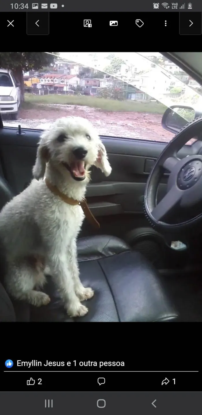 Cachorro ra a Poodle médio  idade 6 ou mais anos nome Tuti