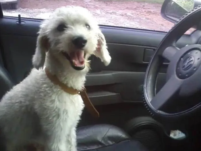 Cachorro ra a Poodle médio  idade 6 ou mais anos nome Tuti