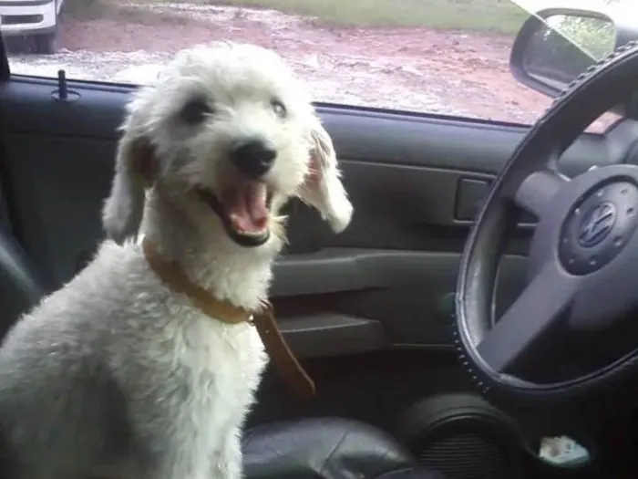 Cachorro ra a Poodle médio  idade 6 ou mais anos nome Tuti