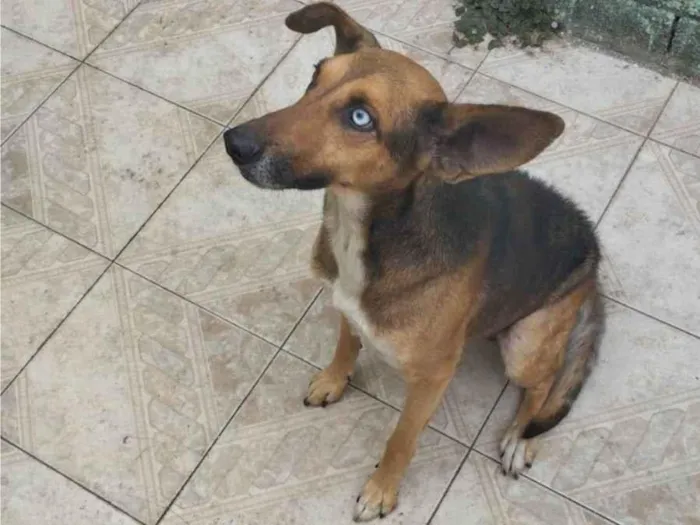 Cachorro ra a ViraLata com husky  idade 2 anos nome Pitty 