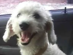 Cachorro raça Poodle médio  idade 6 ou mais anos nome Tuti