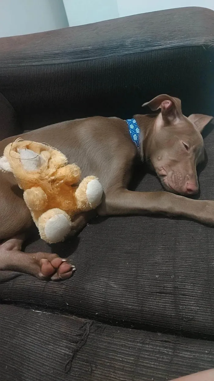 Cachorro ra a SRD-ViraLata idade 2 a 6 meses nome Frederico (Fred)