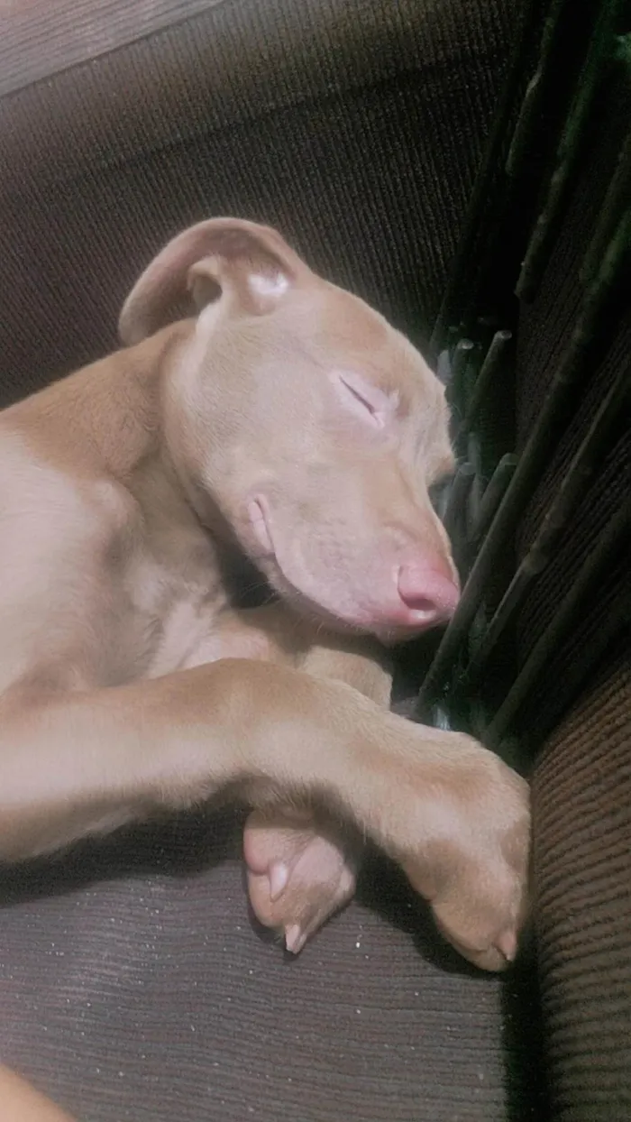 Cachorro ra a SRD-ViraLata idade 2 a 6 meses nome Frederico (Fred)