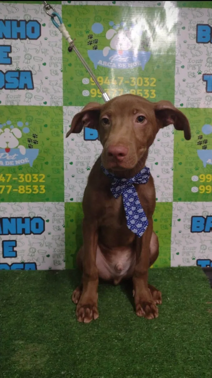 Cachorro ra a SRD-ViraLata idade 2 a 6 meses nome Frederico (Fred)