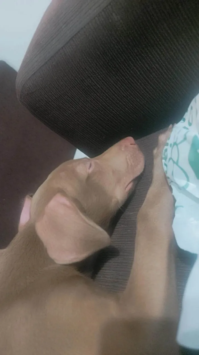 Cachorro ra a SRD-ViraLata idade 2 a 6 meses nome Frederico (Fred)