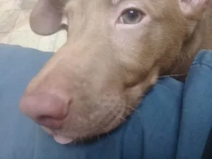 Cachorro raça SRD-ViraLata idade 2 a 6 meses nome Frederico (Fred)