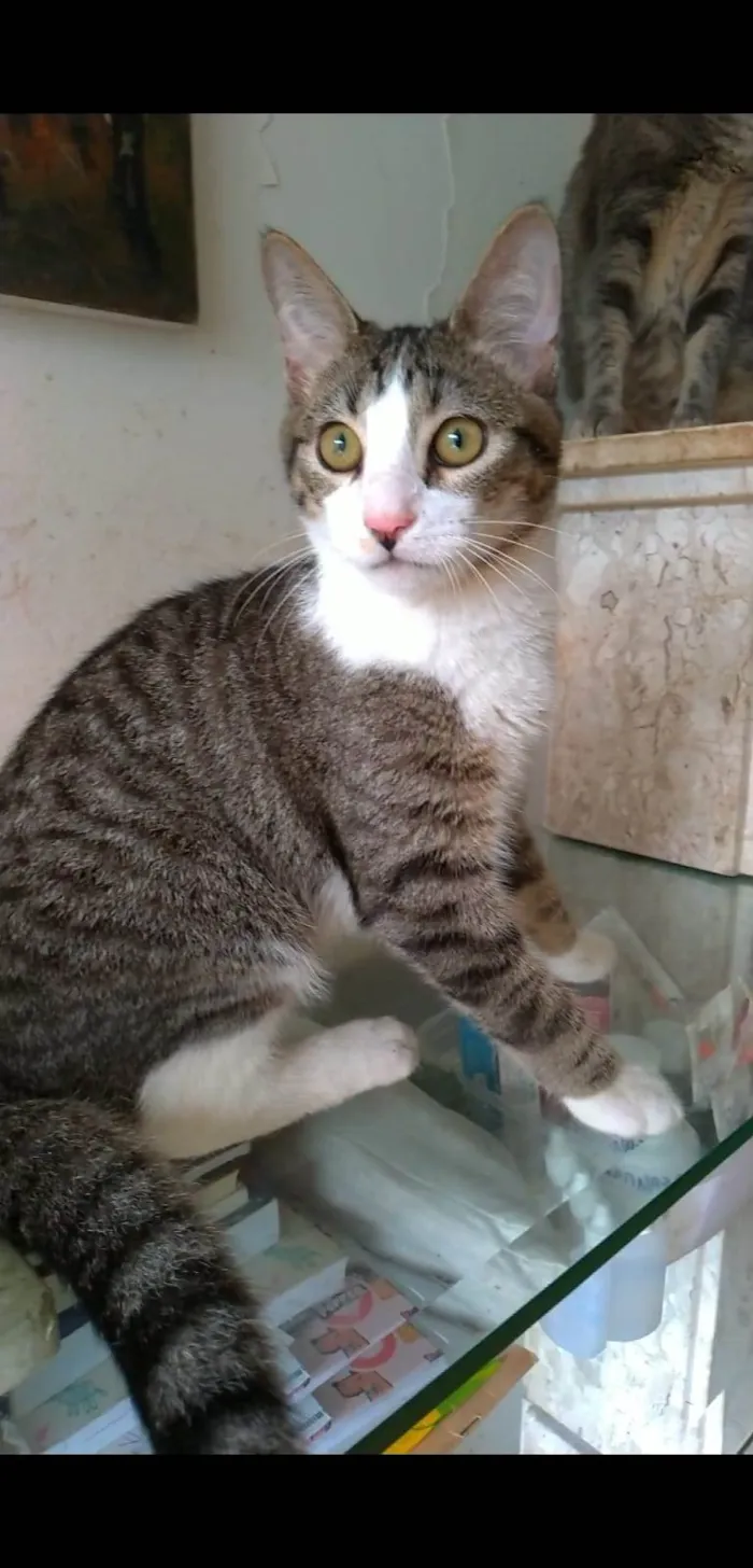 Gato ra a s4d idade 2 a 6 meses nome KALEB