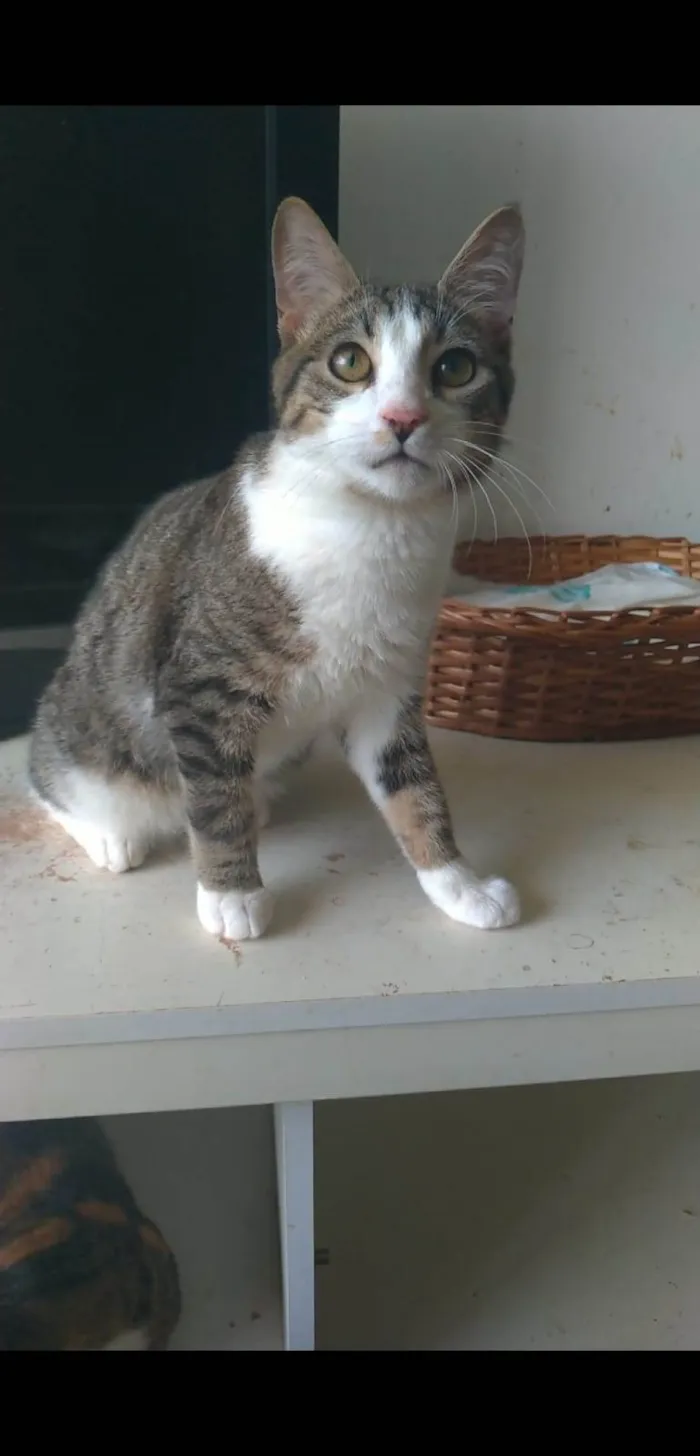 Gato ra a s4d idade 2 a 6 meses nome KALEB