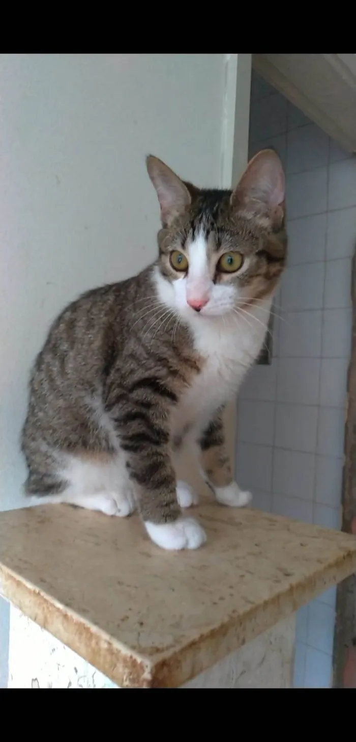 Gato ra a s4d idade 2 a 6 meses nome KALEB