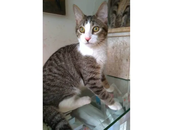Gato ra a s4d idade 2 a 6 meses nome KALEB