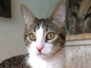 Gato raça s4d idade 2 a 6 meses nome KALEB