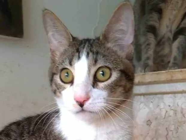 Gato ra a s4d idade 2 a 6 meses nome KALEB