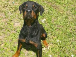 Cachorro raça Rottweiler idade 3 anos nome Creed