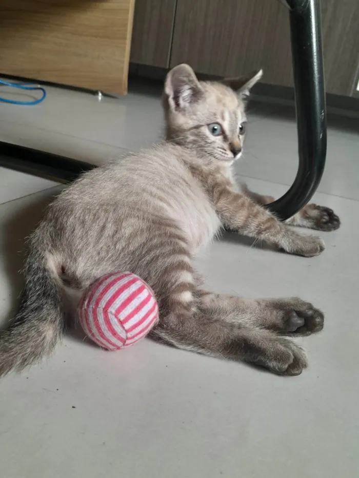 Gato ra a SRD-ViraLata idade Abaixo de 2 meses nome Rock