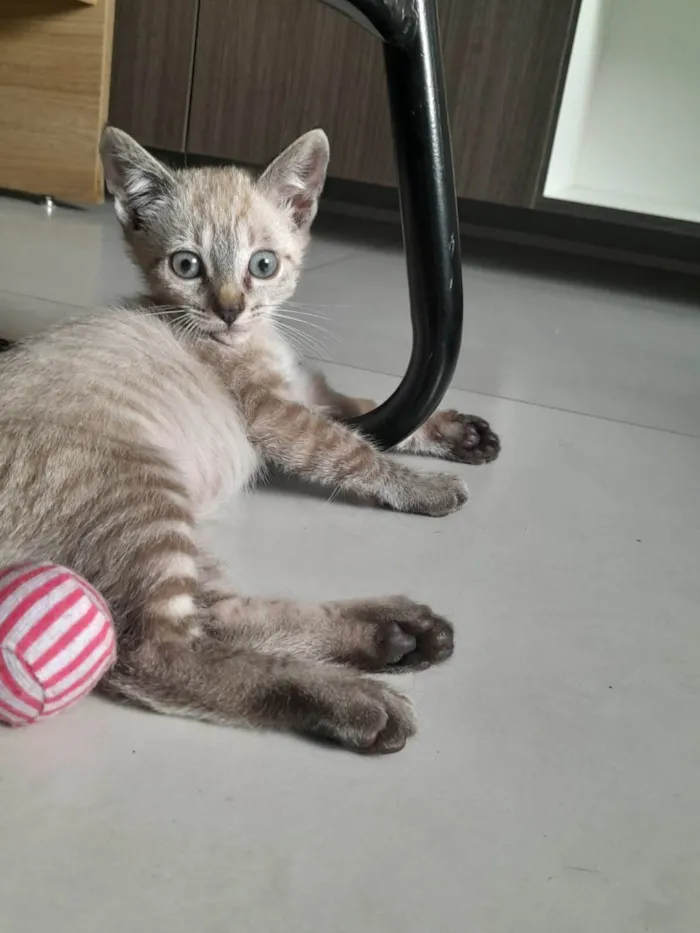Gato ra a SRD-ViraLata idade Abaixo de 2 meses nome Rock